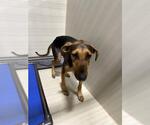 Small Doberman Pinscher