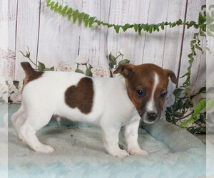 Jack Russell Terrier Puppy for sale in PENNS CREEK, PA, USA