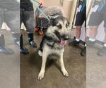 Small #1 German Shepherd Dog Mix