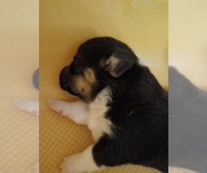 Pembroke Welsh Corgi Puppy for sale in GALLEGOS, NM, USA