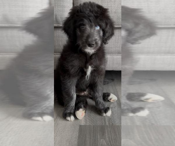 Medium Photo #13 Aussiedoodle Puppy For Sale in LONGWOOD, FL, USA