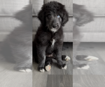 Small #12 Aussiedoodle