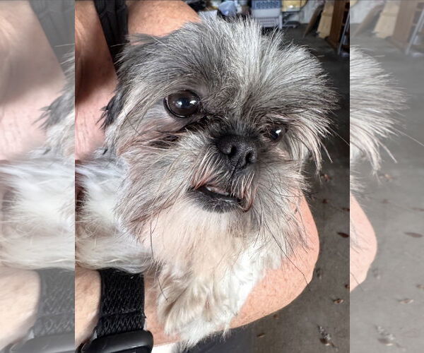 Medium Photo #4 Shih Tzu-Unknown Mix Puppy For Sale in Oakhurst, NJ, USA