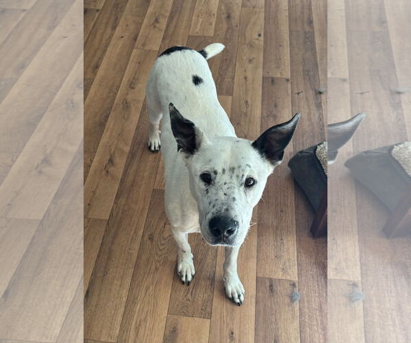 Medium Photo #2 Mutt Puppy For Sale in Harrison, AR, USA