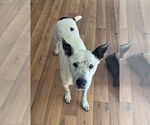 Small #1 Mutt
