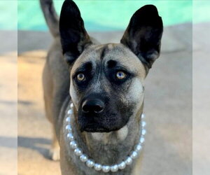 Mutt Dogs for adoption in Canton, CT, USA