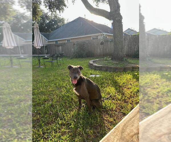 Medium Photo #56 Blue Lacy-Unknown Mix Puppy For Sale in Rosenberg, TX, USA