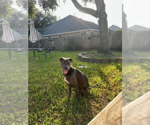 KangaRoo - Female Blue Lacy-Unknown Mix Dog for Adoption - Photo #56