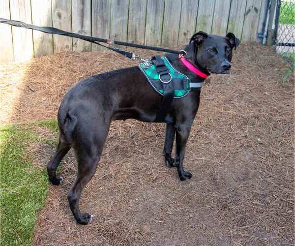 Medium Photo #5 Labrador Retriever-Unknown Mix Puppy For Sale in Kennesaw, GA, USA