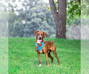 Mountain Cur-Unknown Mix Dogs for adoption in Unionville, PA, USA