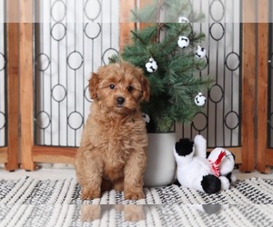Goldendoodle Puppy for sale in NAPLES, FL, USA