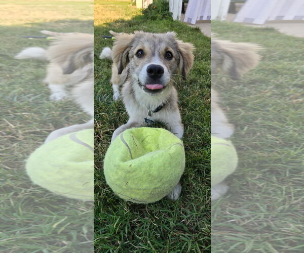 Medium Photo #4 Spaniel-Unknown Mix Puppy For Sale in Newport Beach, CA, USA