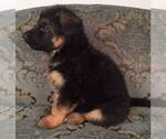 Small Photo #10 German Shepherd Dog Puppy For Sale in COLETA, IL, USA