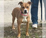 Small #3 Mutt