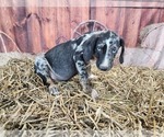 Small #7 Catahoula Leopard Dog