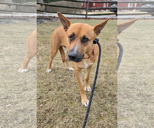 Carolina Dog-Unknown Mix Dogs for adoption in Rockaway, NJ, USA