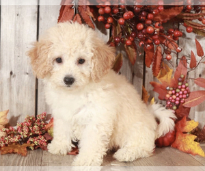 Poochon Puppy for sale in MOUNT VERNON, OH, USA