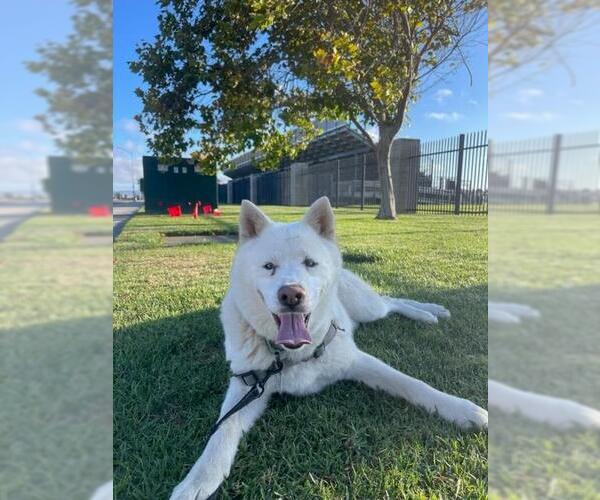 Medium Photo #5 - Mix Puppy For Sale in Santa Maria, CA, USA