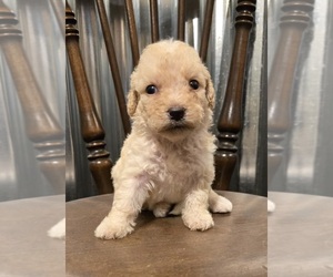 Goldendoodle (Miniature) Puppy for Sale in IPSWICH, Massachusetts USA