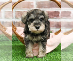 Small #12 Schnauzer (Miniature)