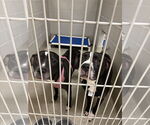 Small #2 Mutt