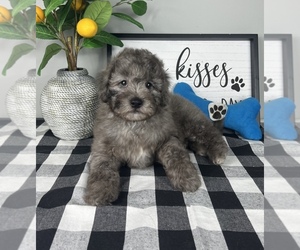 Bernedoodle (Miniature) Puppy for sale in FRANKLIN, IN, USA