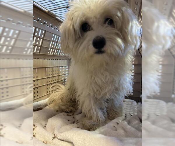 Medium Photo #1 Maltese-Unknown Mix Puppy For Sale in Plano, TX, USA