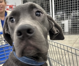 Cane Corso Puppy for sale in HOLIDAY, FL, USA