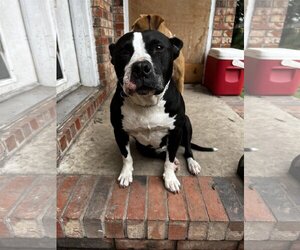 American Bulldog Dogs for adoption in columbia, SC, USA