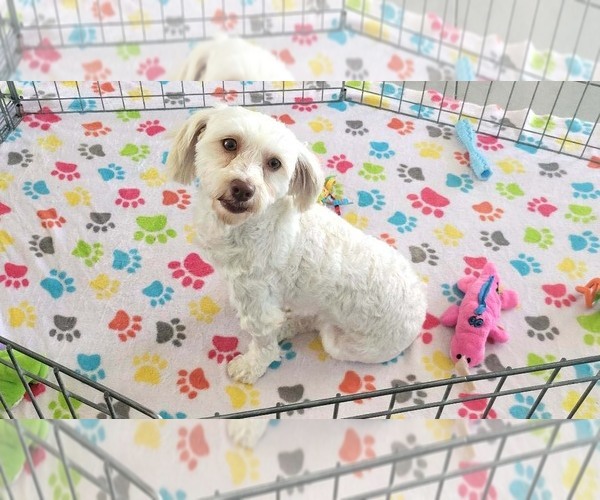 Medium Photo #1 Havanese Puppy For Sale in ORO VALLEY, AZ, USA