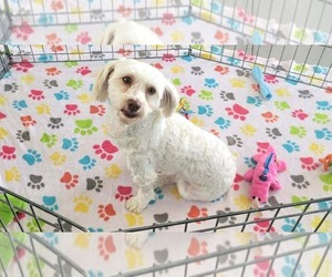 Havanese Puppy for sale in ORO VALLEY, AZ, USA