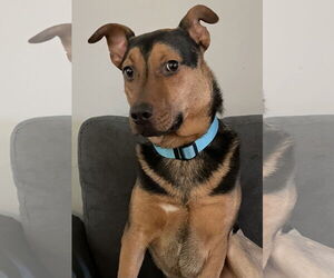 Mutt Dogs for adoption in Crandall, GA, USA