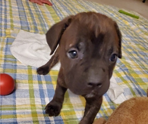Medium Photo #33 Cane Corso Puppy For Sale in MOORESVILLE, NC, USA
