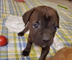 Small Photo #33 Cane Corso Puppy For Sale in MOORESVILLE, NC, USA