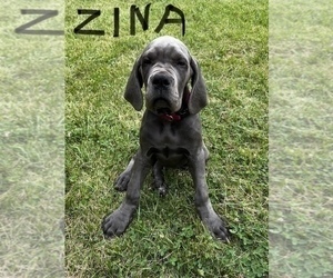 Great Dane Puppy for sale in ZION, IL, USA