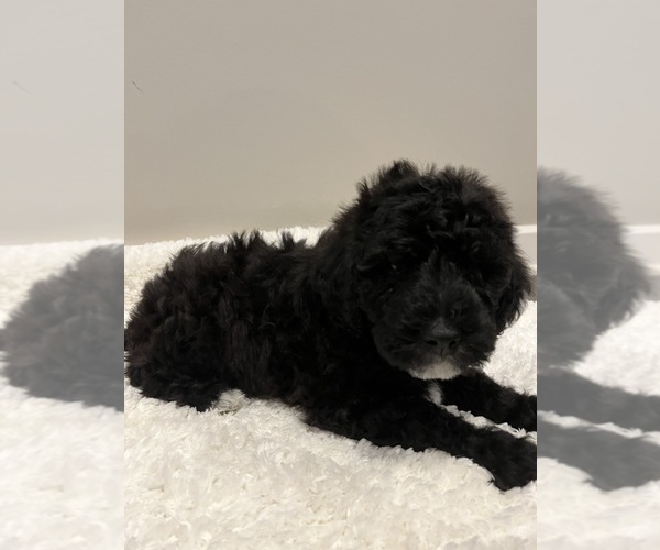 Medium Photo #6 Labradoodle Puppy For Sale in WOOSTER, OH, USA