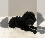 Small Photo #6 Labradoodle Puppy For Sale in WOOSTER, OH, USA