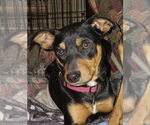 Small #1 Miniature Pinscher