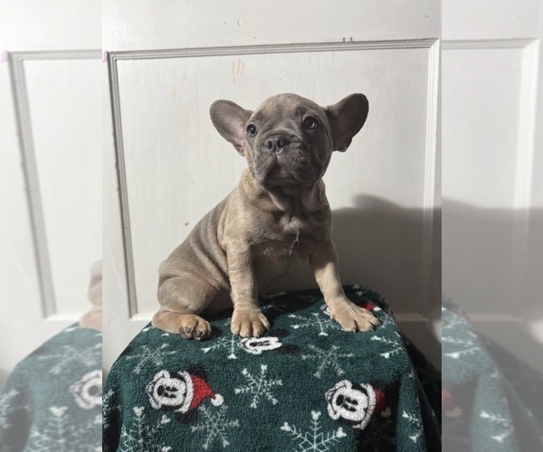 Medium Photo #22 French Bulldog Puppy For Sale in RIVERSIDE, NJ, USA