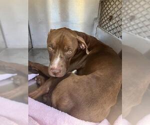 Labrador Retriever-Unknown Mix Dogs for adoption in Corpus Christi, TX, USA