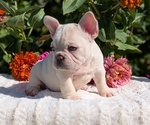 Small #1 French Bulldog