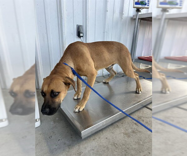 Medium Photo #1 Boxer-Unknown Mix Puppy For Sale in Bakersfield, CA, USA