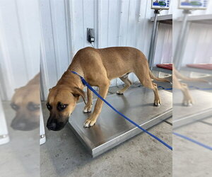 Boxer-Unknown Mix Dogs for adoption in Bakersfield, CA, USA