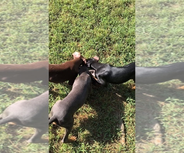 Medium Photo #9 Doberman Pinscher Puppy For Sale in KELLYTON, AL, USA