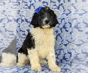 Bernedoodle-Poodle (Standard) Mix Puppy for sale in CHRISTIANA, PA, USA