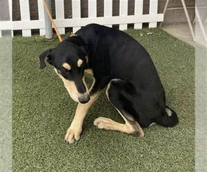 Doberman Pinscher-Unknown Mix Dogs for adoption in Modesto, CA, USA