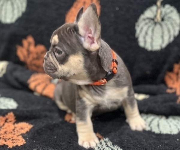 Medium Photo #10 French Bulldog Puppy For Sale in UPPER MARLBORO, MD, USA