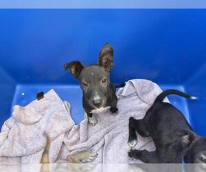 Parson Russell Terrier-Unknown Mix Dogs for adoption in Visalia, CA, USA