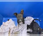 A257101 - Female Parson Russell Terrier-Unknown Mix Dog for Adoption - Small photo