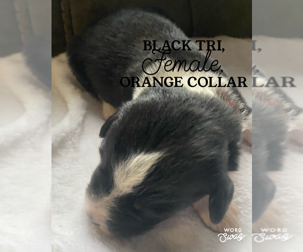 Medium Photo #4 Aussiedoodle Puppy For Sale in ONAWAY, MI, USA